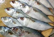 Ikan Pelagis Gerakkan Ekonomi Masyarakat Pesisir Lebak