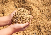 Stok Pangan Lebak Aman Hadapi Kemarau Panjang