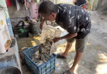 Rajungan Mengecil saat Musim Timur, Harga Jual Justru Naik hingga Rp150 Ribu