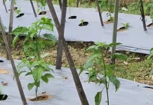 Kemarau Panjang Menguji Harapan Petani Sayur Lebak Tetap Bertahan