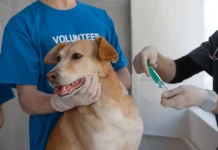 Vaksinasi Jadi Kunci Cegah Zoonosis