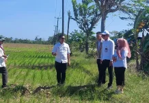 Ratusan Hektare Sawah di Pandeglang Terdampak Kekeringan