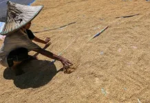 Petani Untung Besar Harga Gabah Lebak Tembus Rekor
