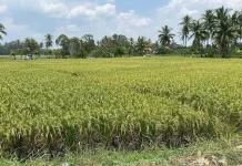 Petani Lebak Panen Dini Akibat Kemarau Panjang