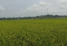 Distan Lebak Bantu Pompanisasi Bagi Petani