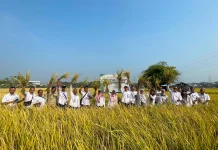 Model PM-AAS di Banten Buktikan Kenaikan Produksi Padi 100 Persen