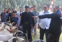 Komunitas Peternak Domba Garut Gelar Latihan Bersama
