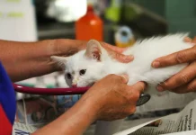 Empat Penyakit Zoonosis Bayangi Kota Serang