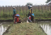 Libatkan Petani, BBWSC3 Kucurkan Rp195 Juta untuk Perbaikan Irigasi Banten