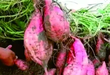 Distan Lebak Kembangkan Ubi Jalar Tiga Kecamatan
