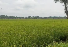 Lahan Tidur di Lebak Strategis Dukung Ketahanan Pangan