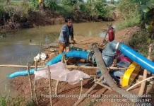 Pompanisasi Jaga Produksi Padi Lebak saat Kemarau