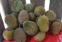 Musim Durian di Lebak Diprediksi Berlangsung Hingga Oktober