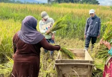 Petani Lebak Semringah, Harga Gabah Tembus Rp8.000 Per Kilogram