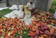 Harga Kakao Lebak Tembus Rp60 Ribu Per Kilogram