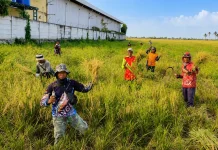 Panen Padi Petani Kramatwatu Anjlok akibat Serangan Hama