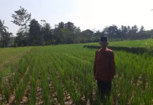Ancaman Gagal Panen Kepung Sukaresmi Kabupaten Pandeglang