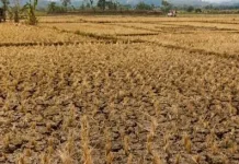 Ratusan Petani Lebak Beralih Profesi Imbas Kemarau Panjang