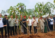 Panen Singkong Cimarga Perkuat Ketahanan Pangan Banten