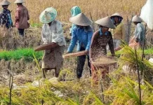 Cadangan Pangan Lebak Aman hingga Awal 2027