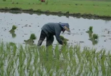 Petani Lebak Belum Laporkan Dampak Hujan Abu Vulkanis Krakatau