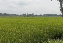 Antisipasi Kelangkaan Pangan Disketapan Lebak Lakukan Koordinasi Lintas OPD