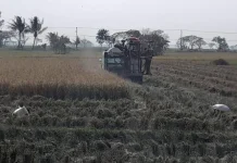 Kekeringan Meluas, 17 Hektare Sawah di Kota Serang Gagal Panen