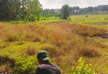Jerit Petani Pandeglang Hadapi Musim Puso