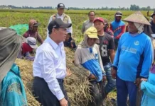 Dinas Pertanian Banten Siapkan Asuransi untuk Petani Terdampak Kekeringan