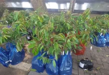 Kementan Dorong Pengembangan Durian Lokal jadi Unggulan Lebak