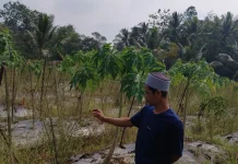 Alih Fungsi Lahan Gagal Selamatkan Petani
