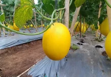 Golden Melon Bisa Jadi Ide Usaha dari Lahan Terbatas