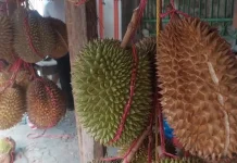 Sentra Durian Banten, Lebak Miliki Potensi Panen 52 Juta Buah