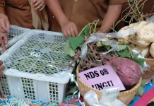 Pemkab Pandeglang Luncurkan Varietas Ubi Jalar Unggulan Pandeglang