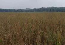 DPKP Pandeglang Turun Tangan Identifikasi Lahan Puso di Pagadungan