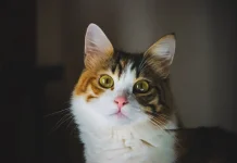 Tip Merawat Kesehatan Mata dan Telinga Kucing