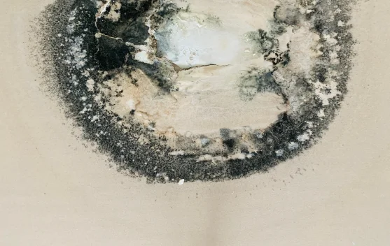 Cara Menghilangkan Jamur di Plafon Rumah