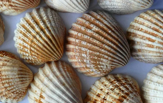 Rahasia Mengolah Kerang Dara Anti Amis