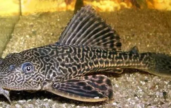 Ikan Sapu Sapu Ancam Ekosistem Sungai Lebak