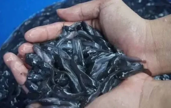 KKP Bantu Pembudidaya Lele Tingkatkan Ekonomi Desa