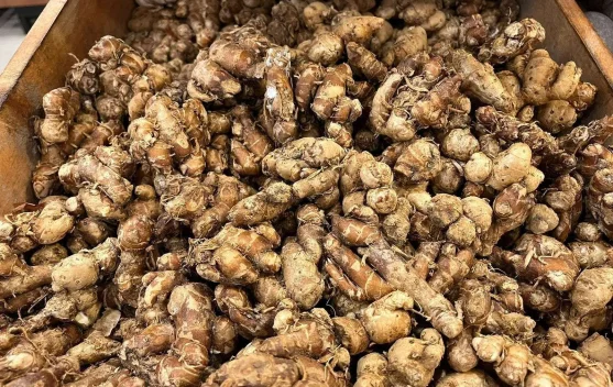 Musim Panen Kencur Bawa Berkah, Pendapatan Petani Baduy Naik Drastis
