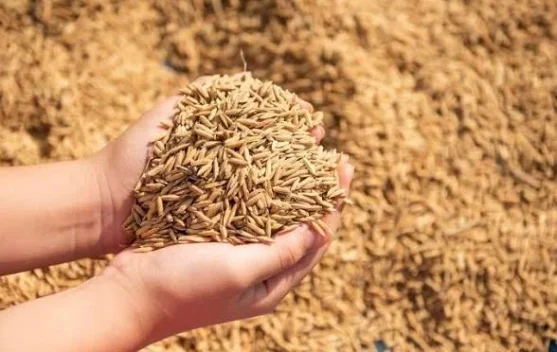 BUMD Lebak Niaga Serap Ratusan Ribu Ton  Gabah petani Lokal