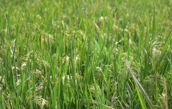 Serapan Gabah Petani Lebak - Pandeglang  Lebihi Target Bulog