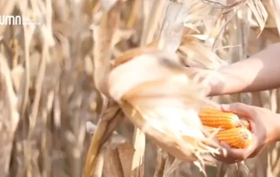 Stabilkan Harga Pangan, Bulog Serap Jagung Petani