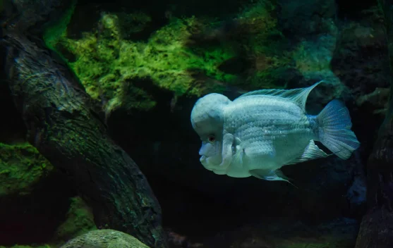 Perawatan Tepat agar Ikan Louhan Tetap Prima