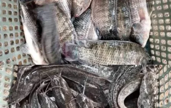Sebanyak 60 Desa jadi Pemasok Ikan untuk MBG di Lebak