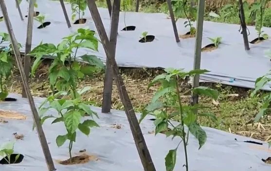 Kemarau Panjang Menguji Harapan Petani Sayur Lebak Tetap Bertahan