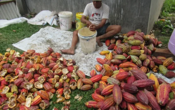 Harga Kakao Lebak Tembus Rp60 Ribu Per Kilogram