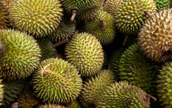 Rahasia Memilih Durian Manis dan Berkualitas tanpa Dibuka