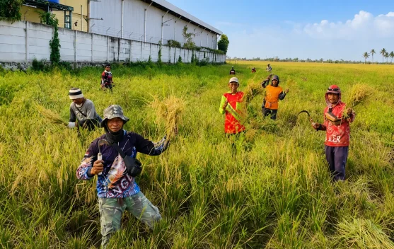 Panen Padi Petani Kramatwatu Anjlok akibat Serangan Hama